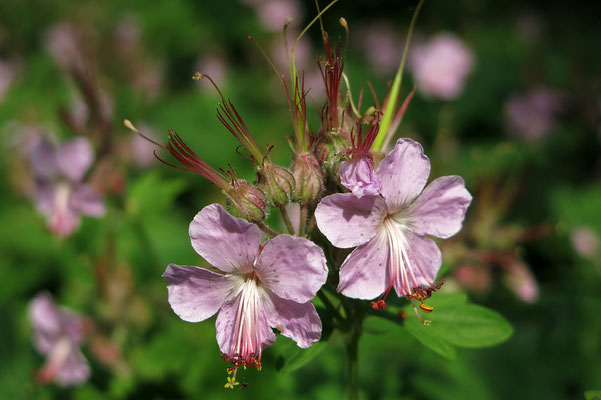 Thalictrum dipterocarpum (Wiesenraute)