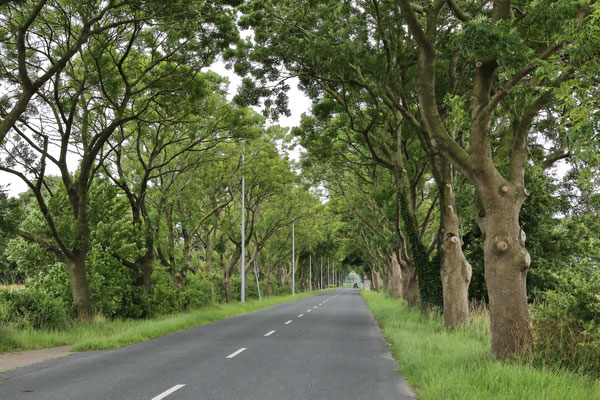 Eschenallee in Wilhelmshaven, Alfred-Eckhardt-Straße. Länge: 850m, Alleentyp: einfach (zweireihige Allee), Erscheinungsbild: homogen, Hauptbaumart: Gewöhnliche Esche, Alter der Bäume: 60 - 90 Jahre.