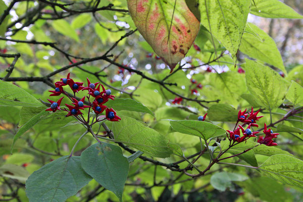 Clerodendrum trichotomum var. fargesii (Losbaum)