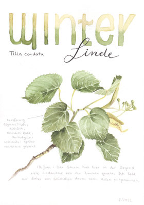 Winter-Linde