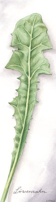 Löwenzahn Blatt