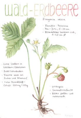 Wald-Erdbeere