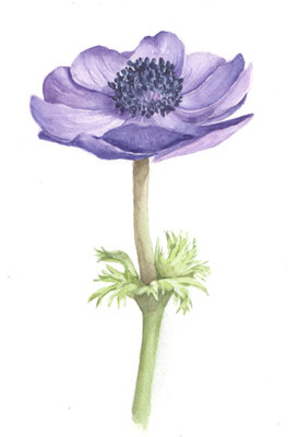 Anemone