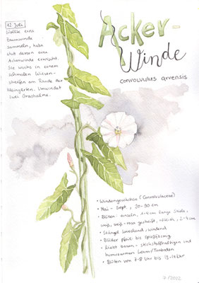 Acker-Winde