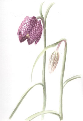 Schachbrettblume