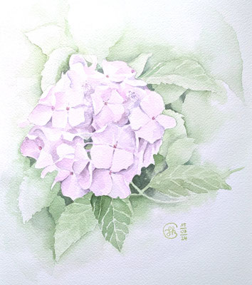 Hortensie