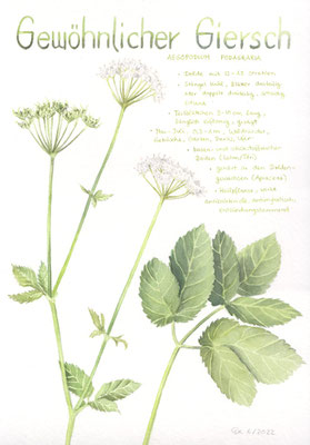Gewöhnlicher Giersch
