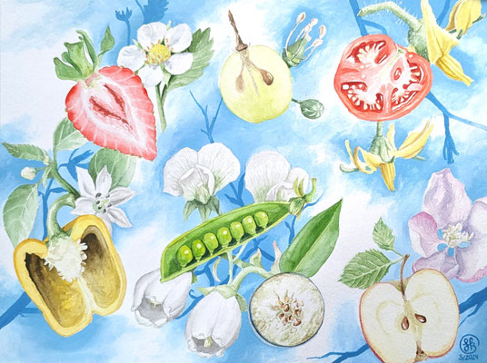 Gartenbau Blüten und Früchte