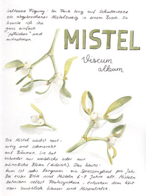 Mistel