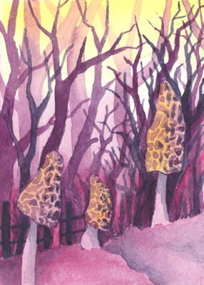 Riesenmorcheln (Aquarellskizzenbuch)