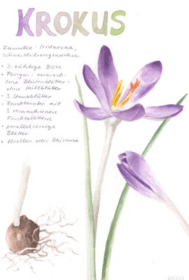 Krokus
