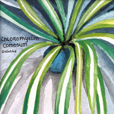 Grünlilie (Aquarellpapier, 9x9cm)