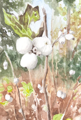 Schneeberen