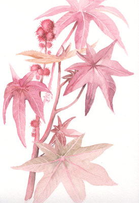 Rhizinus