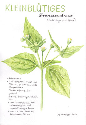 Kleinblütiges Franzosenkraut