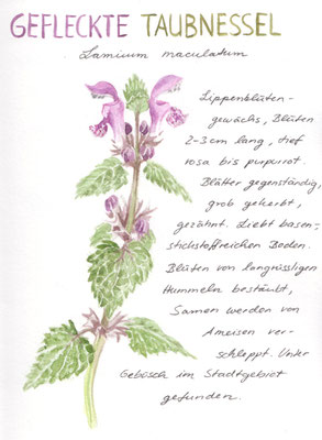 Gefleckte Taubnessel