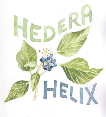 Hedera helix