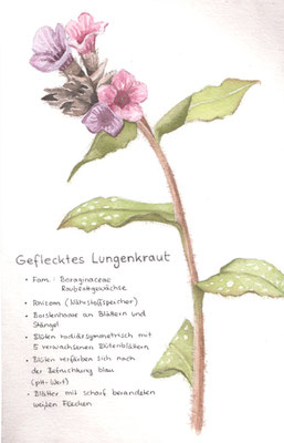 Geflecktes Lungenkraut