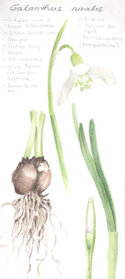 Galanthus nivalis