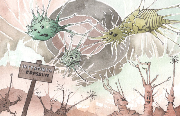 Intestinum Crassum