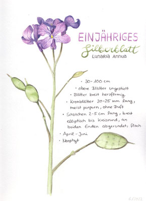 Einjähriges Silberblatt