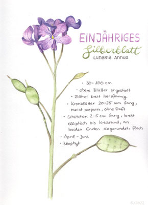 Einjähriges Silberblatt