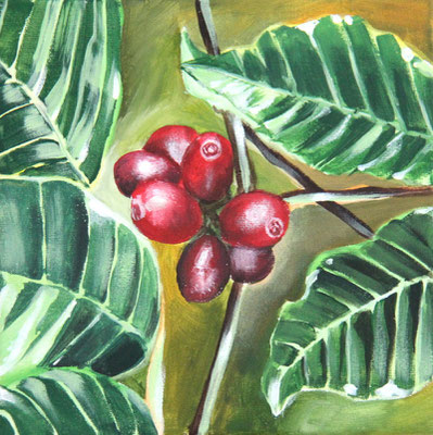 Kaffeepflanze (Leinwand, 20x20cm)