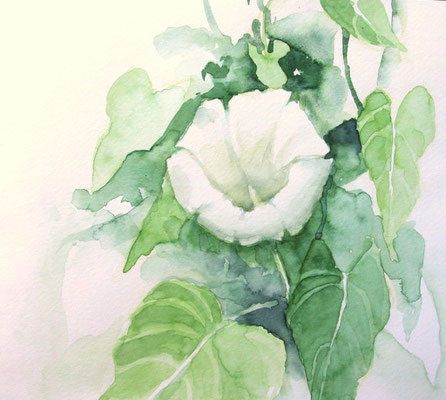 Ackerwinde (Aquarellskizzenbuch)
