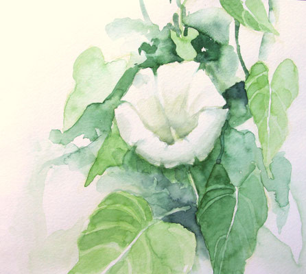 Ackerwinde (Aquarellskizzenbuch)