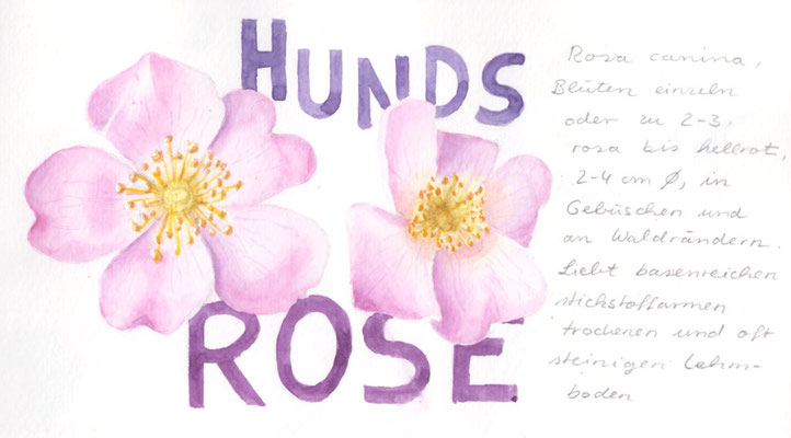 Hundsrose