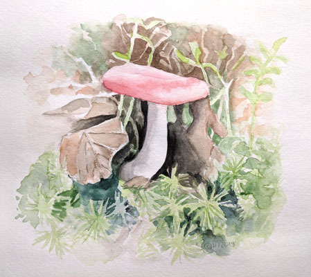 Rotkappe im Moos (Aquarellskizzenbuch)