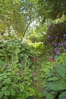 Les fleurs, la feuillage et la lumière arrangé avec toute la passion jardinière.