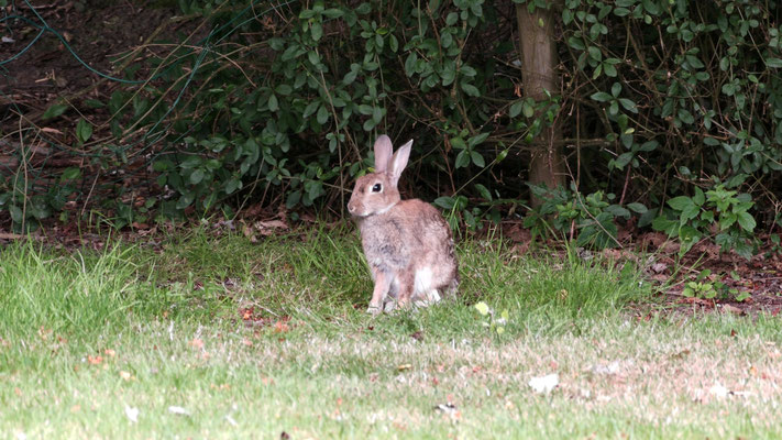 Kaninchen