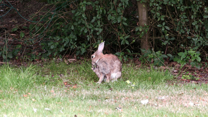 Kaninchen