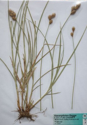 Carex leporina / Hasenpfoten-Segge     (Herbarium Dr. Wolf von Thun)
