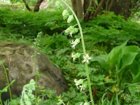 Telima grandiflora (10.05.2013; Botanischer Garten Berlin)