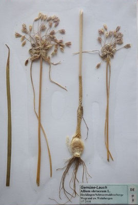 Allium oleraceum / Gemüse-Lauch   (07/2008; Hecklingen, Schwarzwaldvorberge)   (Herbarium Dr. Wolf v. Thun)