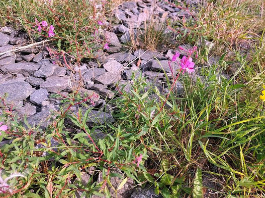 Epilobium angustifolium / Schmalblättriges Weidenröschen