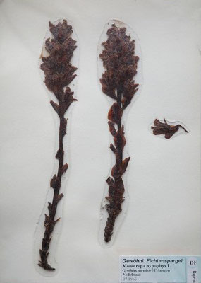 Hypopitys monotropa / Echter Fichtenspargel    VI-VII    (Herbarium Dr. Wolf von Thun)