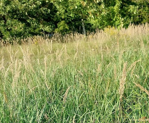 Calamagrostis epigejos / Land-Reitgras, Sand-Reitgras   (10.09.2023; Weingarten, Panzerbuckel, am Rand des Bodenseebeckens)