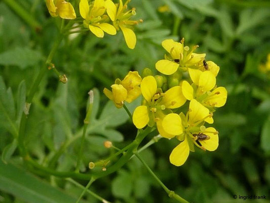 Rorippa sylvestris / Wilde Sumpfkresse    V-IX