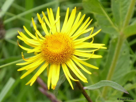 Inula salicina / Weidenblättriger Alant; Baden-Württemberg keine Gefährdung