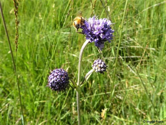 Succisa pratensis - Teufelsabbiß