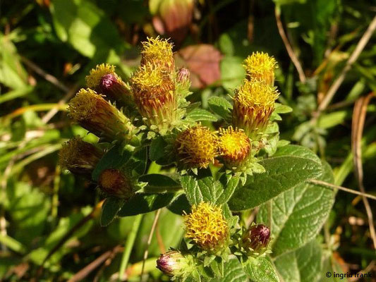 Inula conyzae / Dürrwurz    VI-X