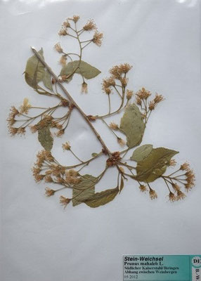 Prunus mahaleb / Steinweichsel    IV-V(-X)      (Herbarium Dr. Wolf von Thun)
