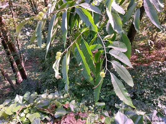 11.08.2023: Castanea sativa / Esskastanie