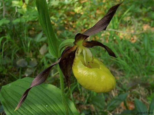 Cypripedium calceolus / Frauenschuh    V-VI