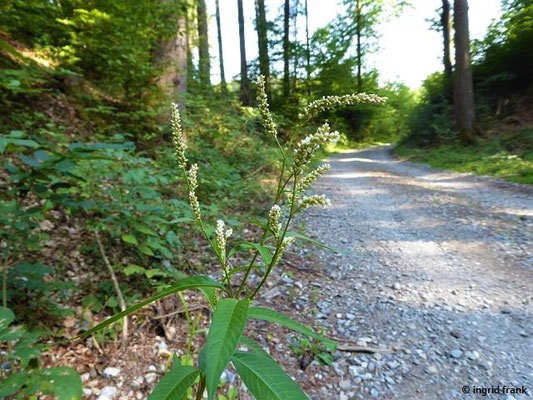 Persicaria spec. (100 Arten)