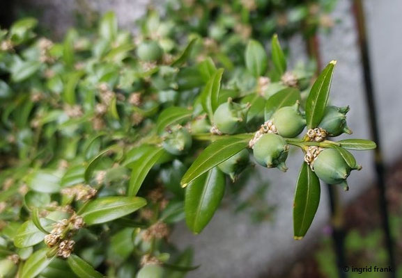 06.06.2025 - An der Buschelkapelle bei Deggingen im oberen Filstal