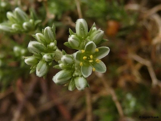 Scleranthus perennis / Ausdauernder Knäuel (Botanischer Garten Dresden)    V-IX